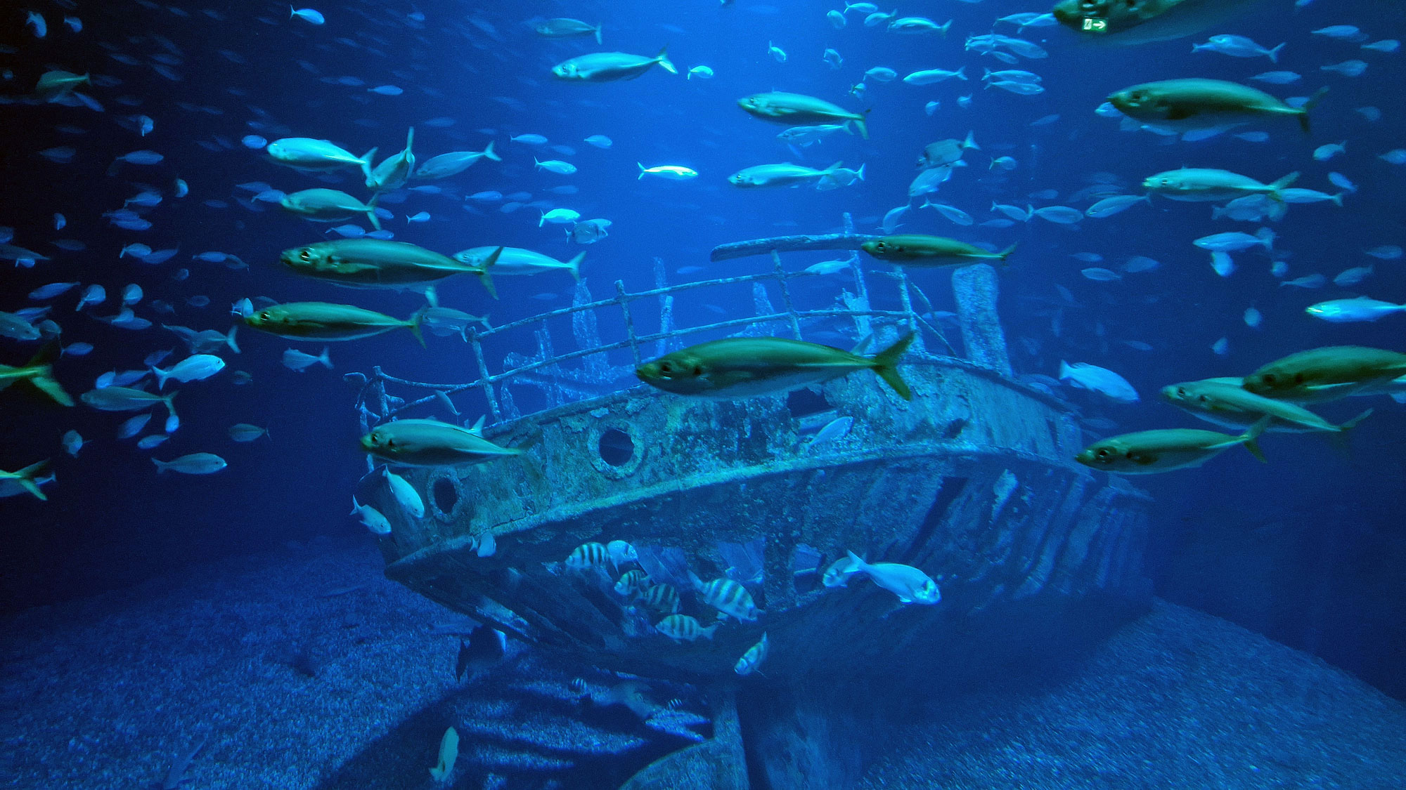 Stralsund Ozeaneum Schiffswrack