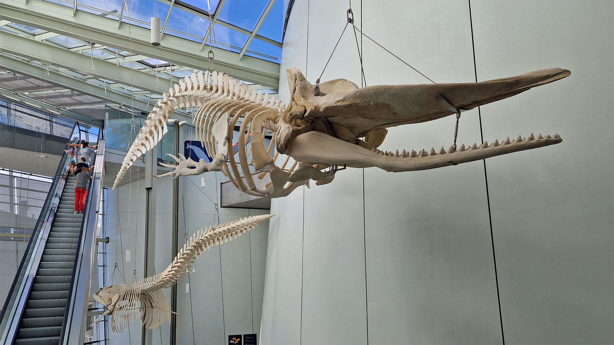 Stralsund Ozeaneum Walskelette