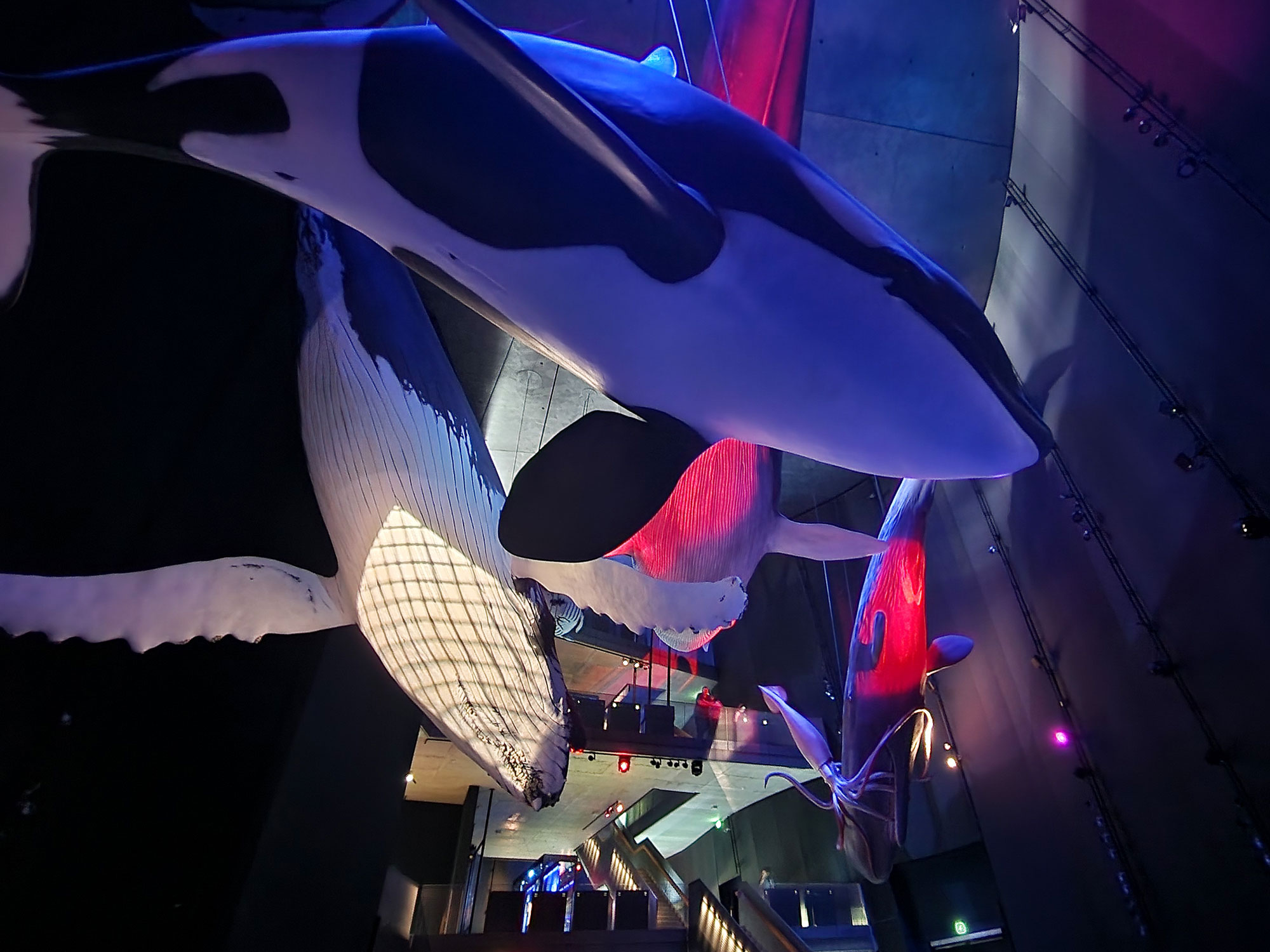 Stralsund Ozeaneum Riesen der Meere Wale