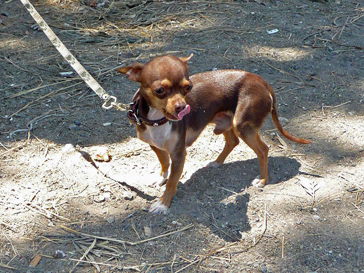 Mexiko Chihuahua Hund