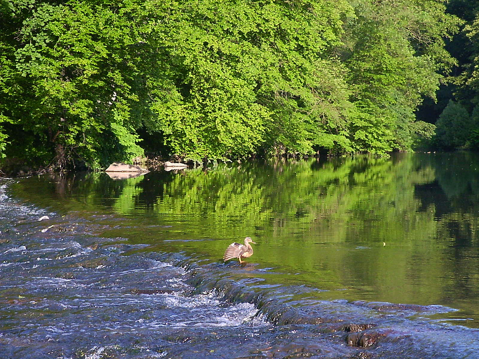 Ostritz Neiße mit Enten