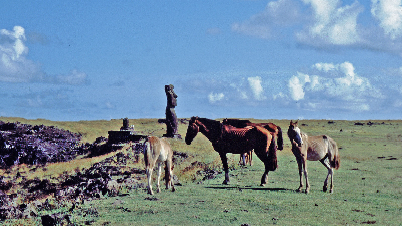 Osterinsel Pferde vor Moai