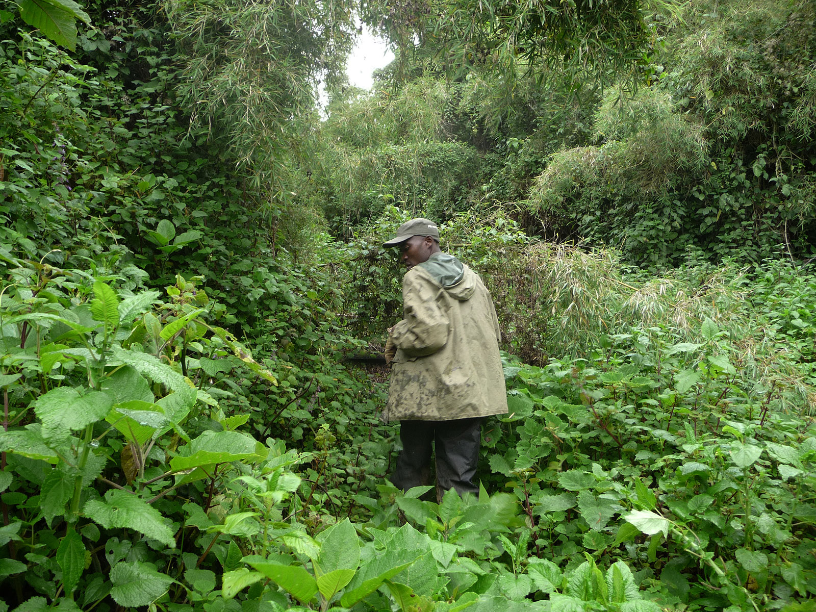 Ruanda Volcanoes National Park Gorilla Fährtensucher