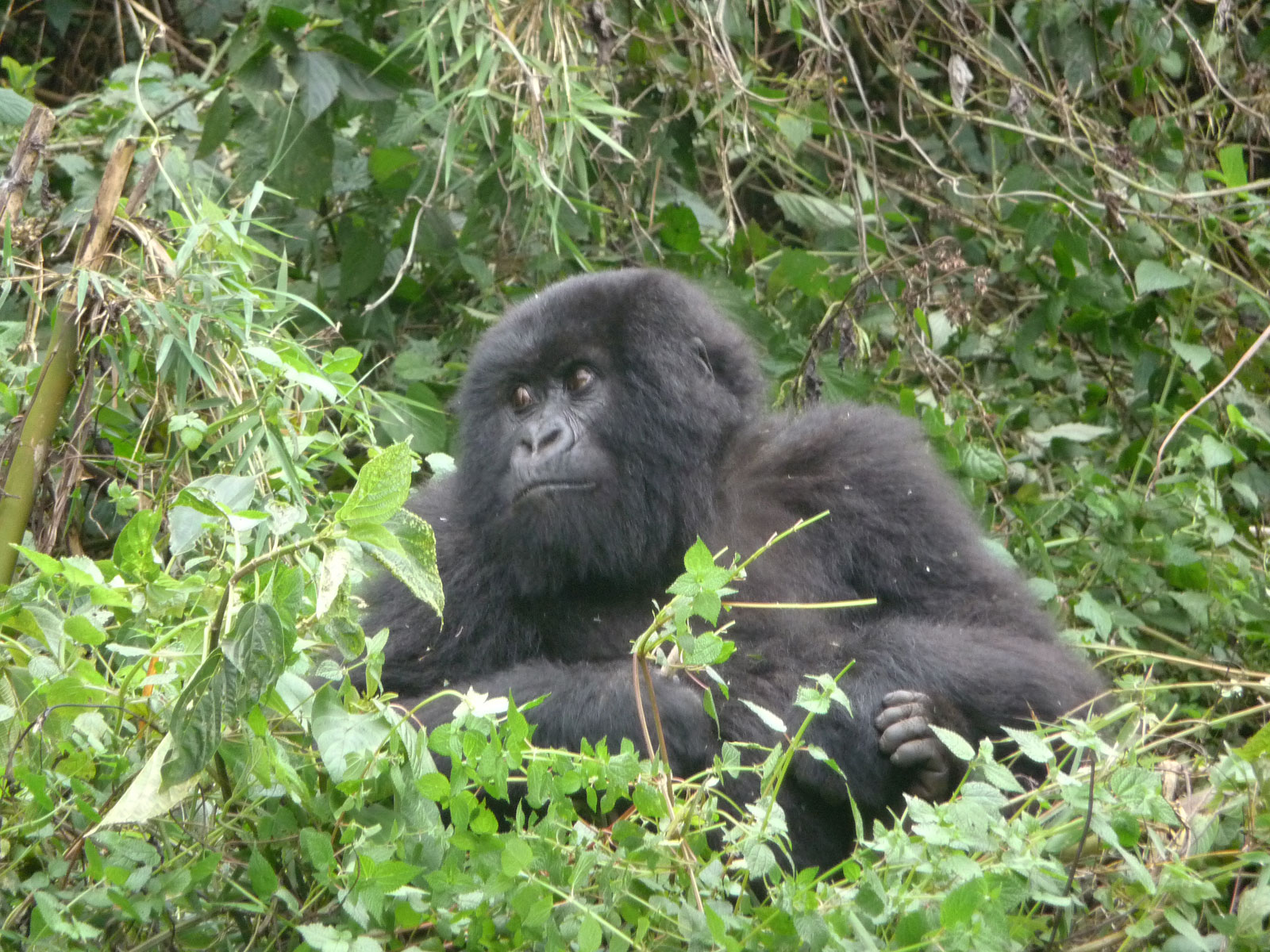 Ruanda Volcanoes National Park Gorilla schaut fragend
