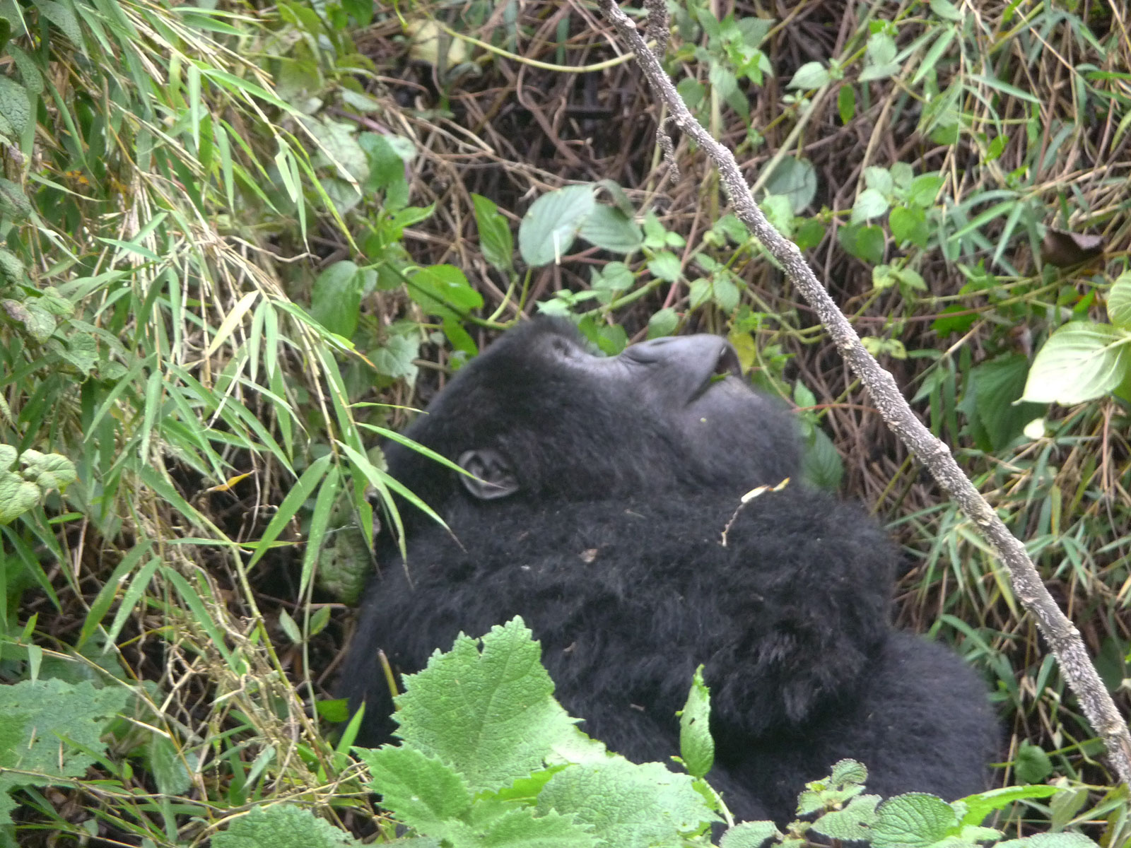 Ruanda Volcanoes National Park Gorilla schaut nach oben