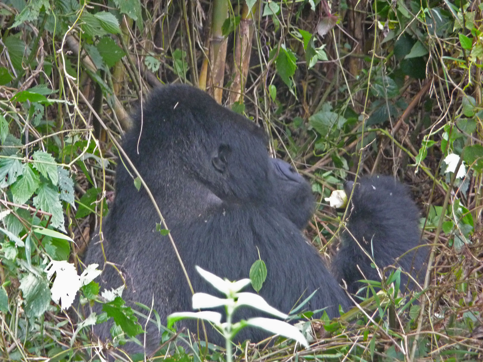 Ruanda Volcanoes National Park Gorilla führt Hand zum Mund