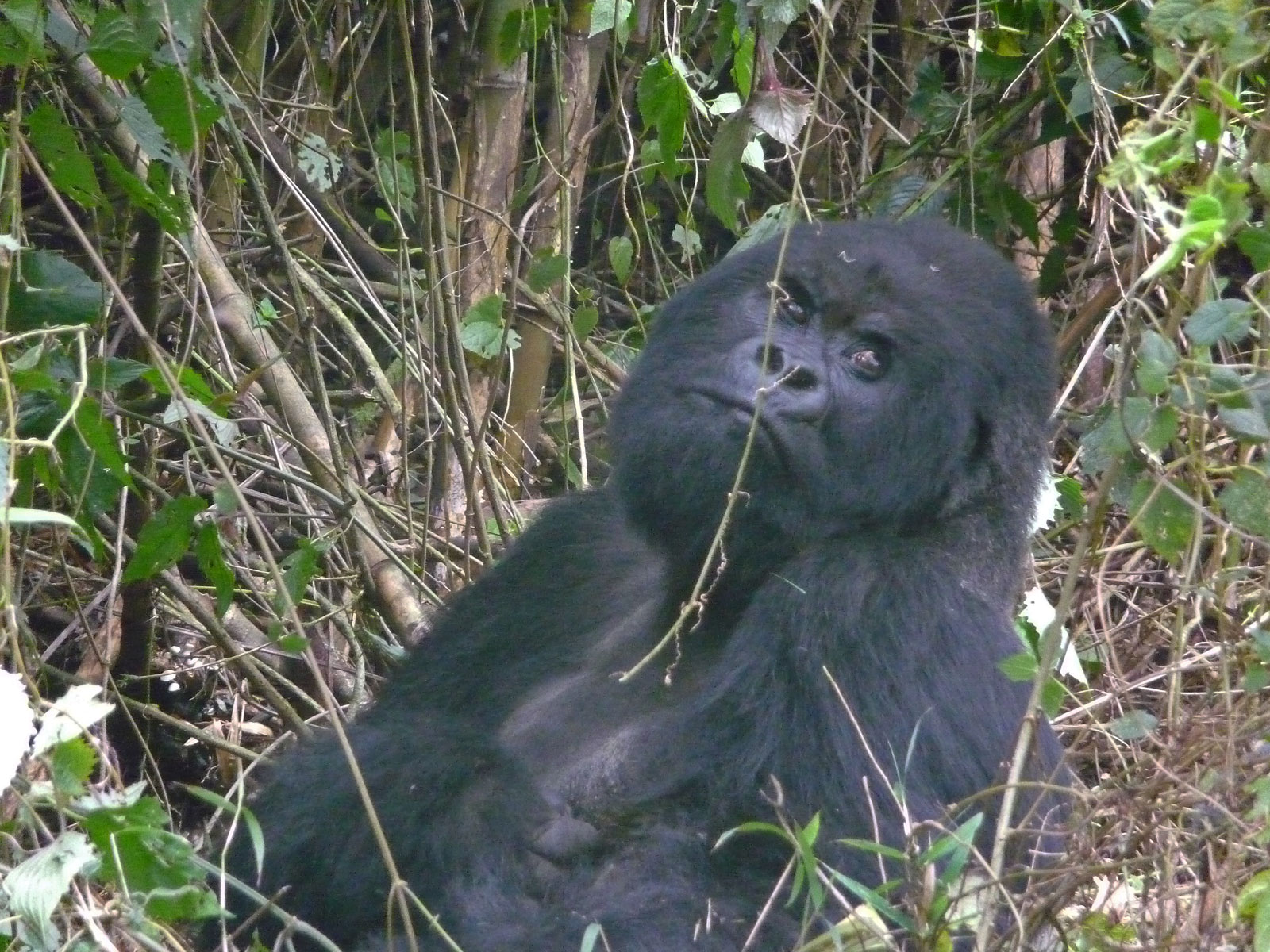 Ruanda Volcanoes National Park Gorilla schaut skeptisch