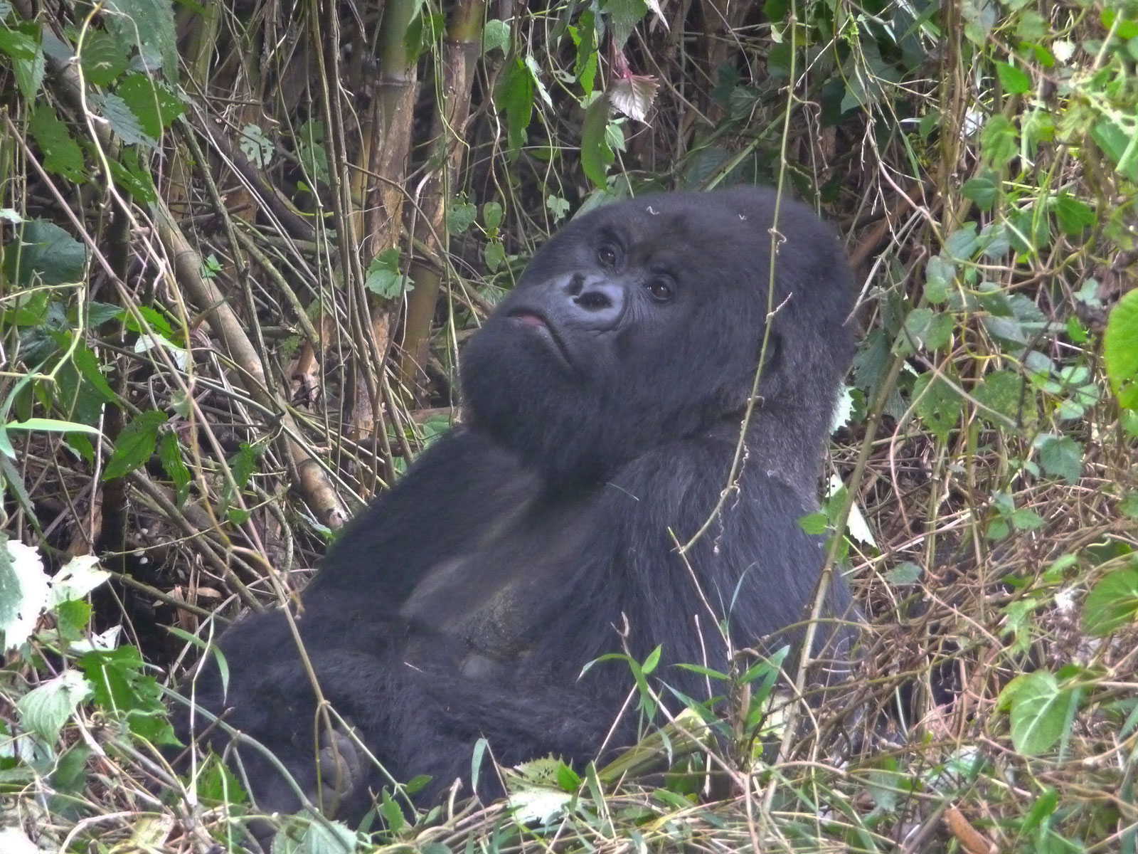 Ruanda Volcanoes National Park Gorilla schaut gelangweilt