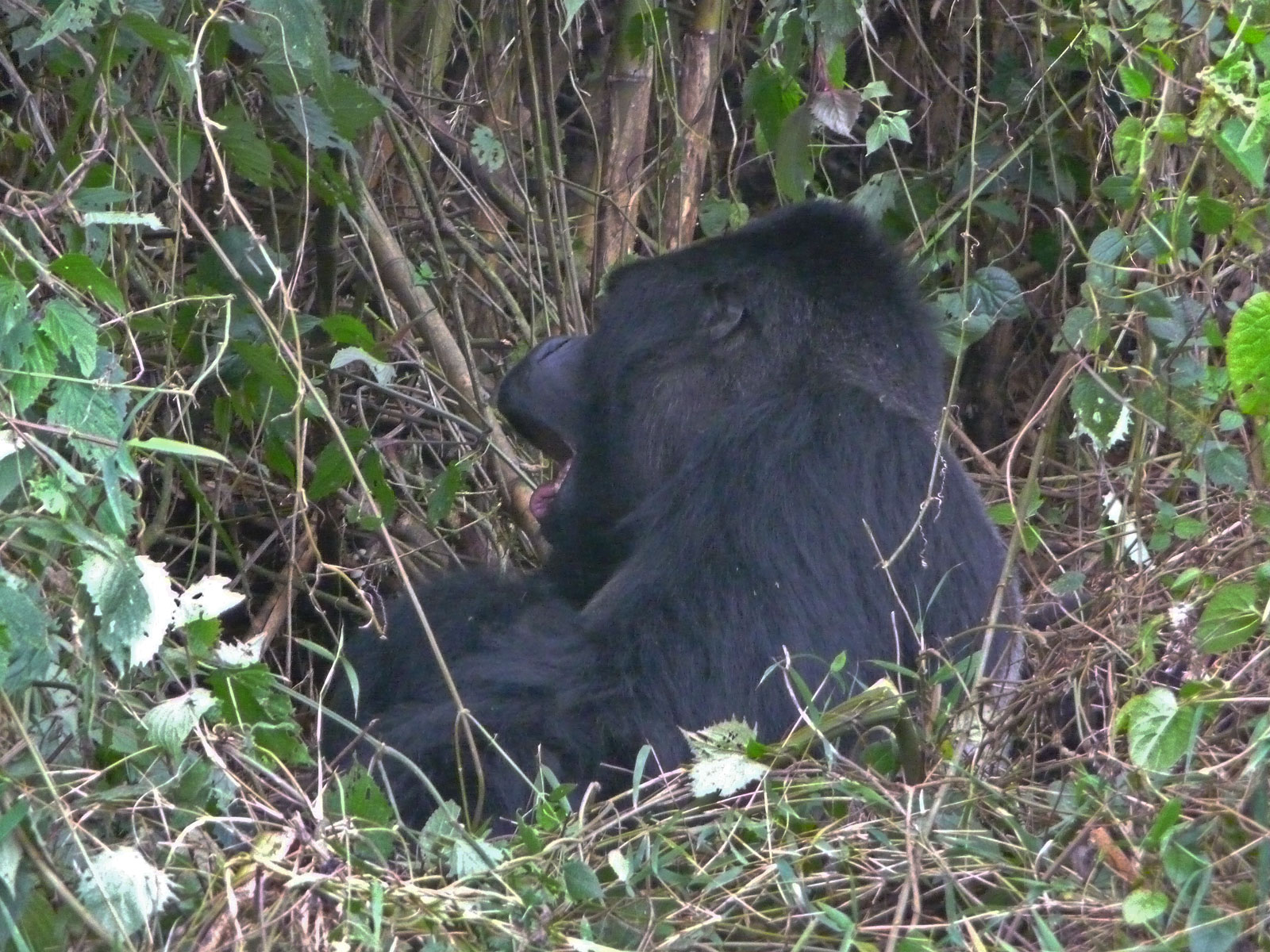 Ruanda Volcanoes National Park Gorilla gähnt