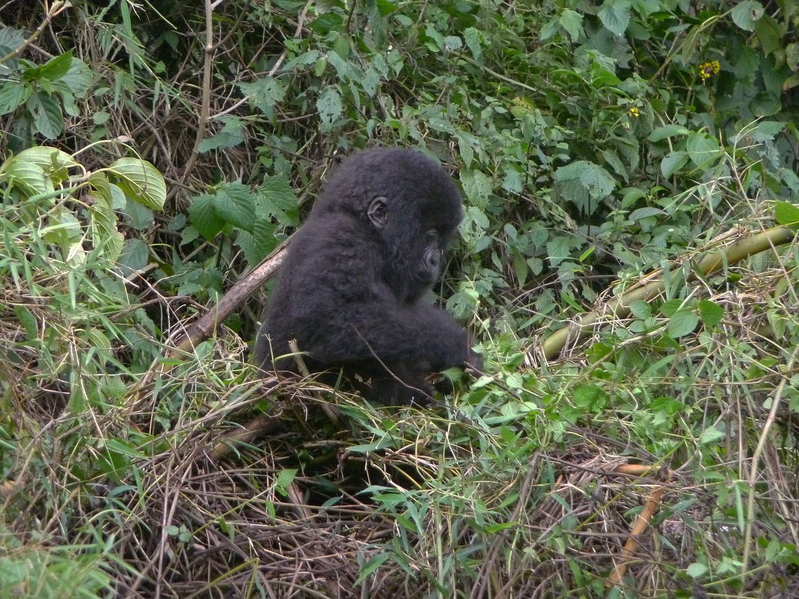 Ruanda Volcanoes National Park Gorilla hantiert mit Bambus