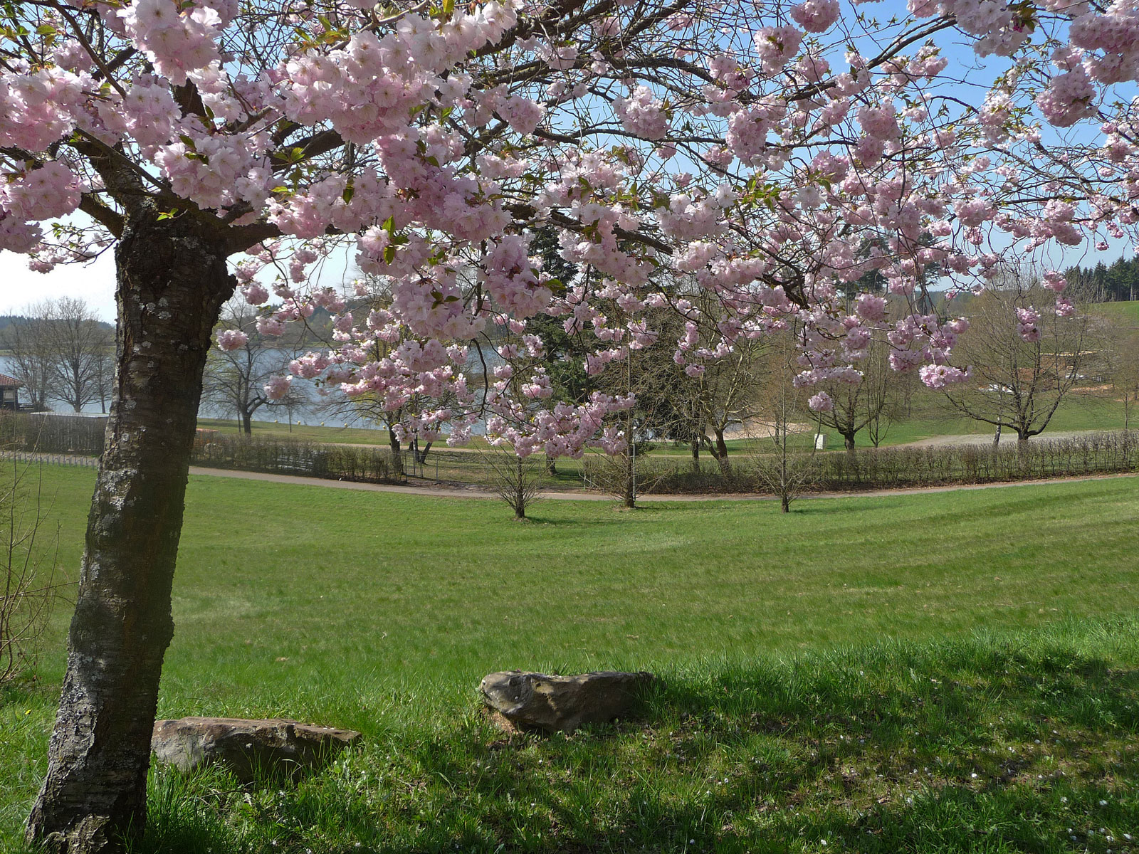 Saarland Losheimer See blühender Kirschbaum