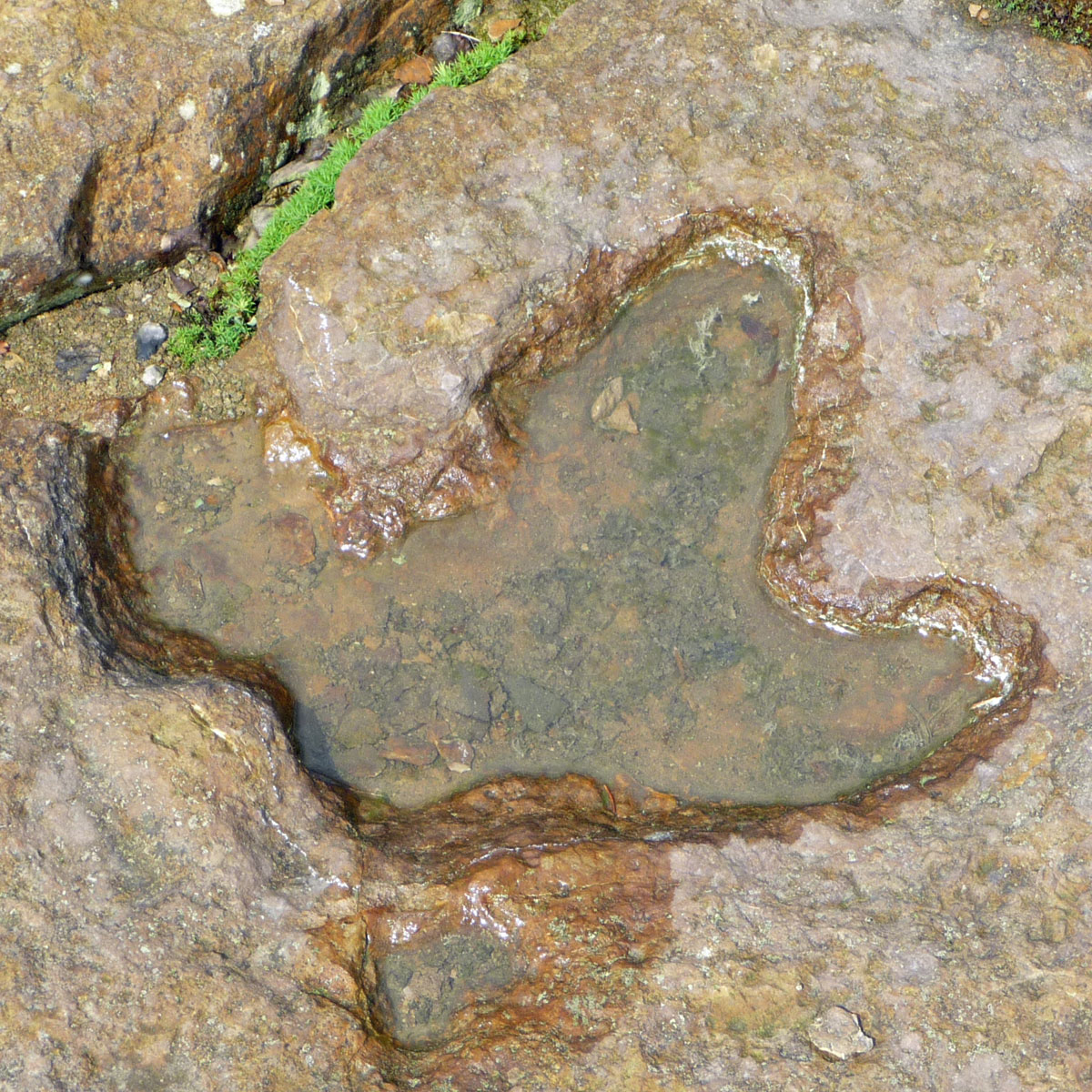 Bückeberg Fußspur Iguanodon groß