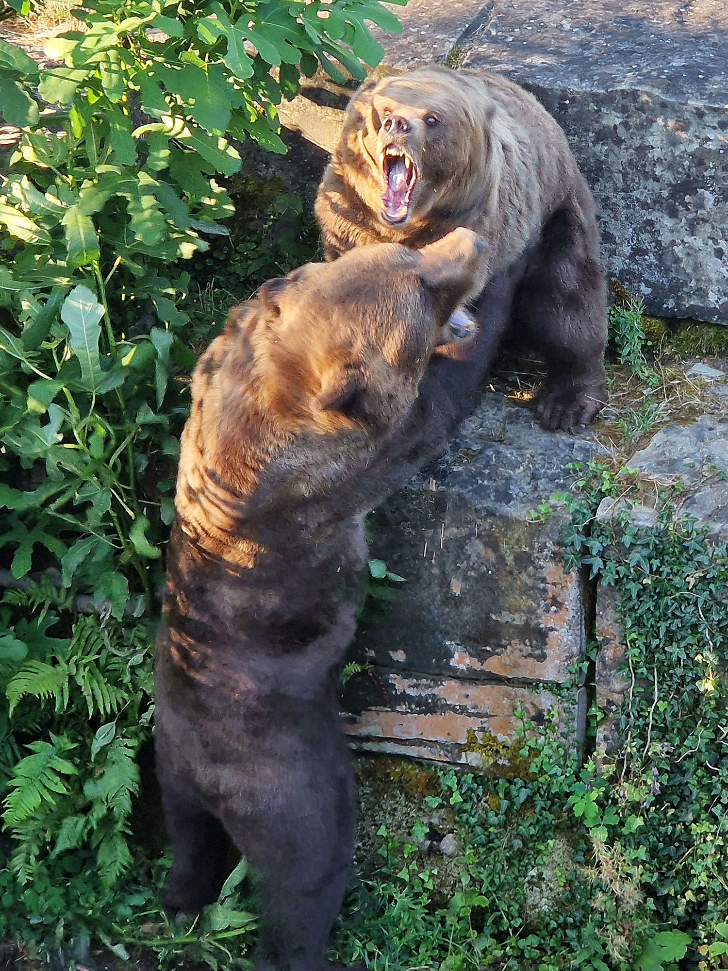 Bern Bärenpark Bären kämpfen um Futter