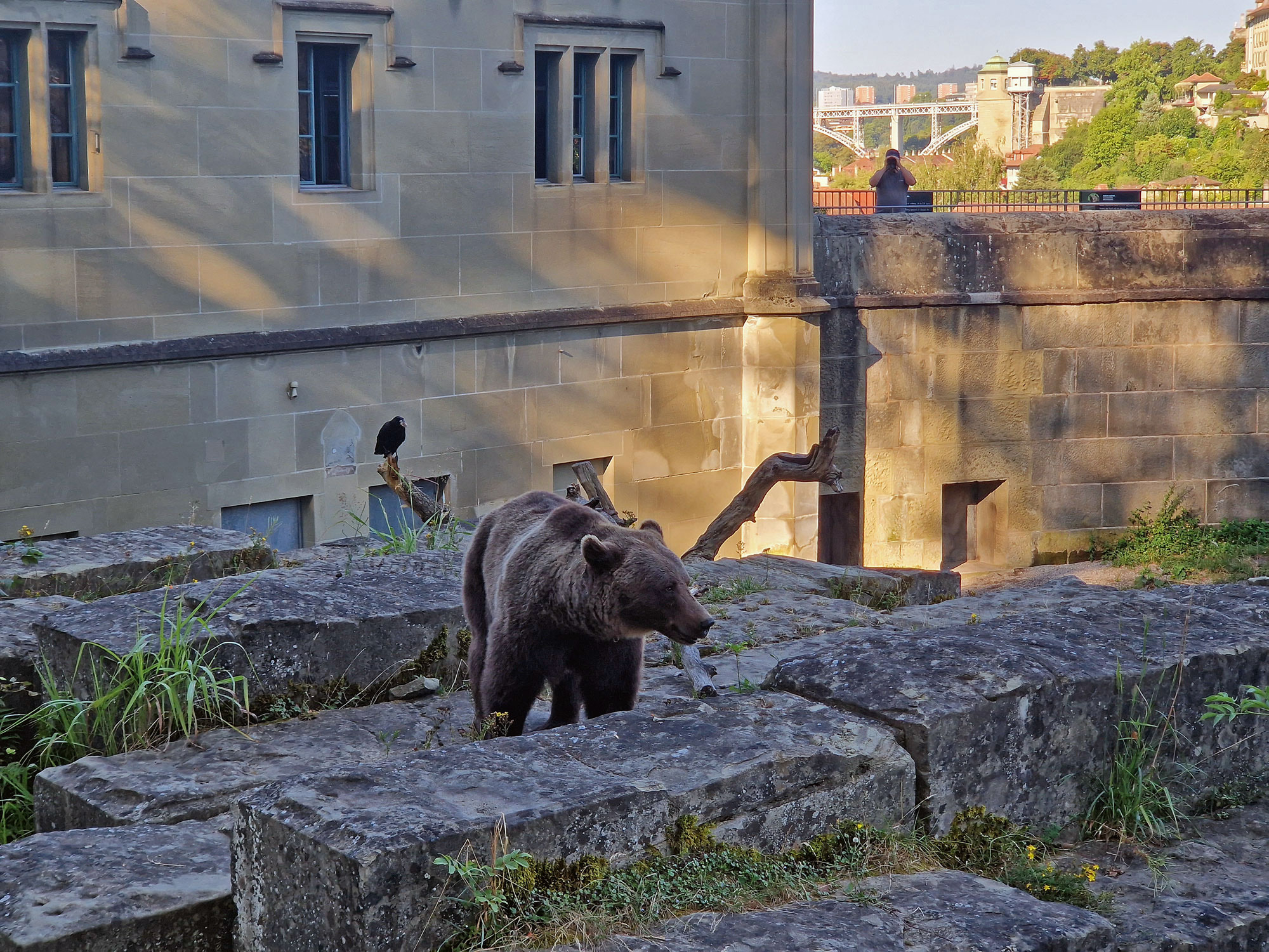 Bern Bärenpark mit Bär Totale
