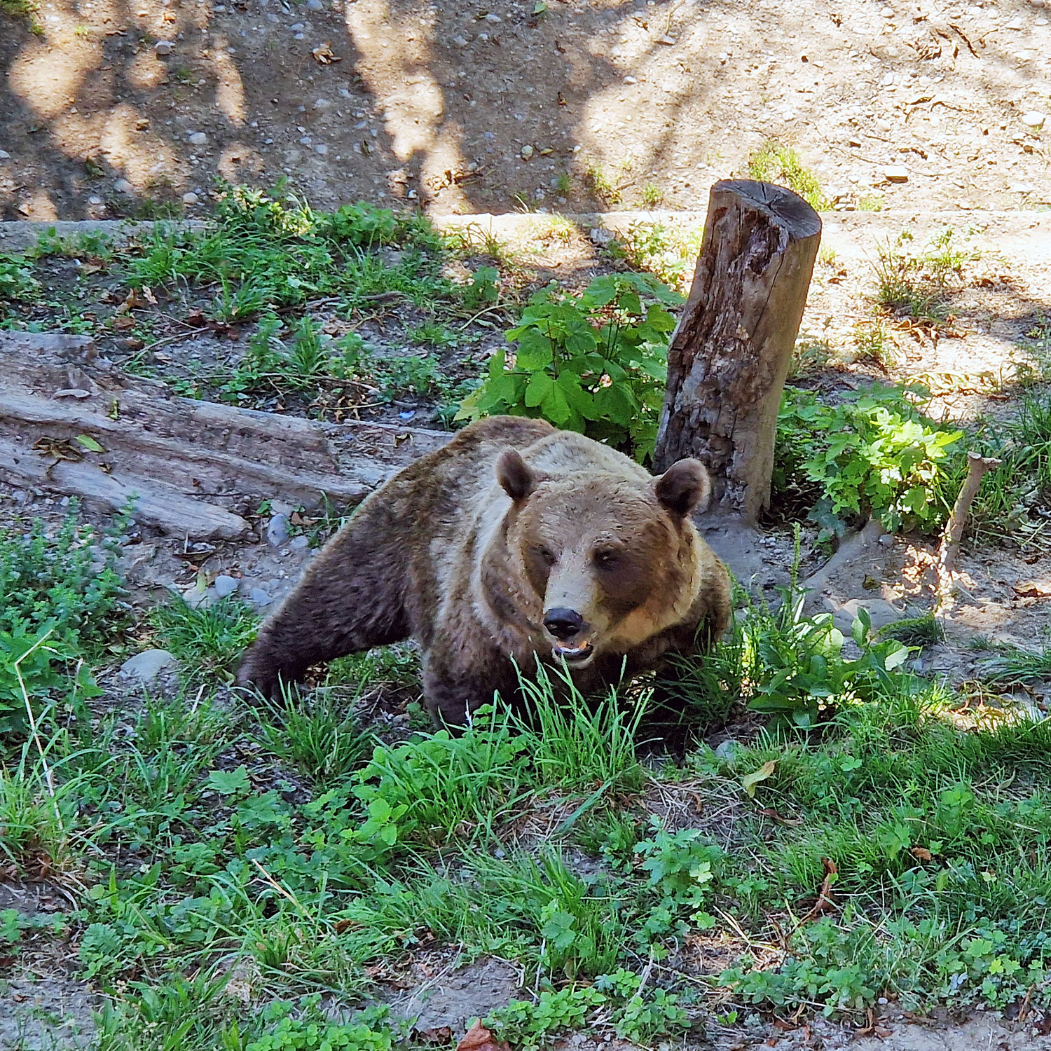 Bern Bärenpark Braunbär