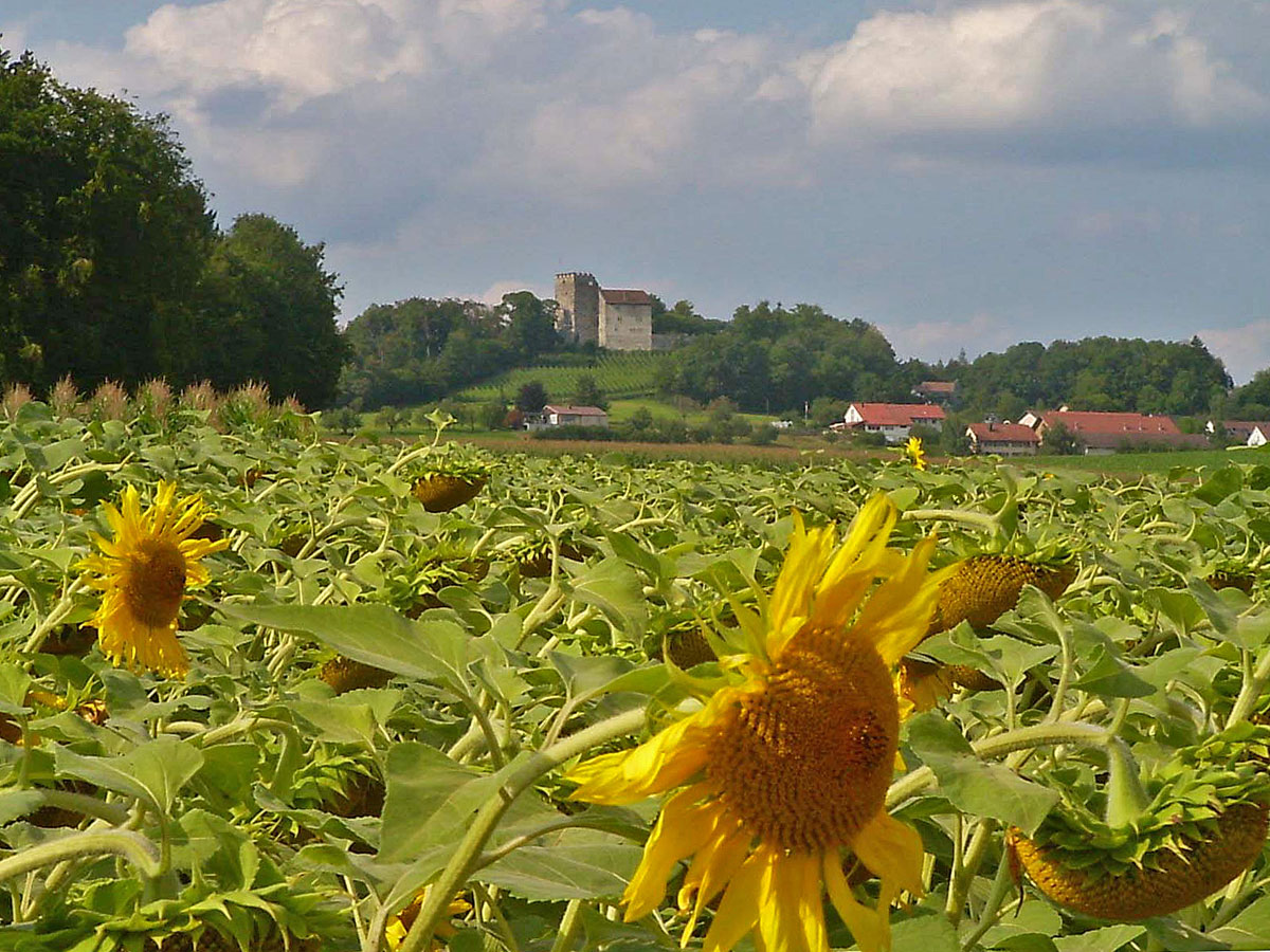 Schloss Habsburg von fern Sonnenblumenfeld