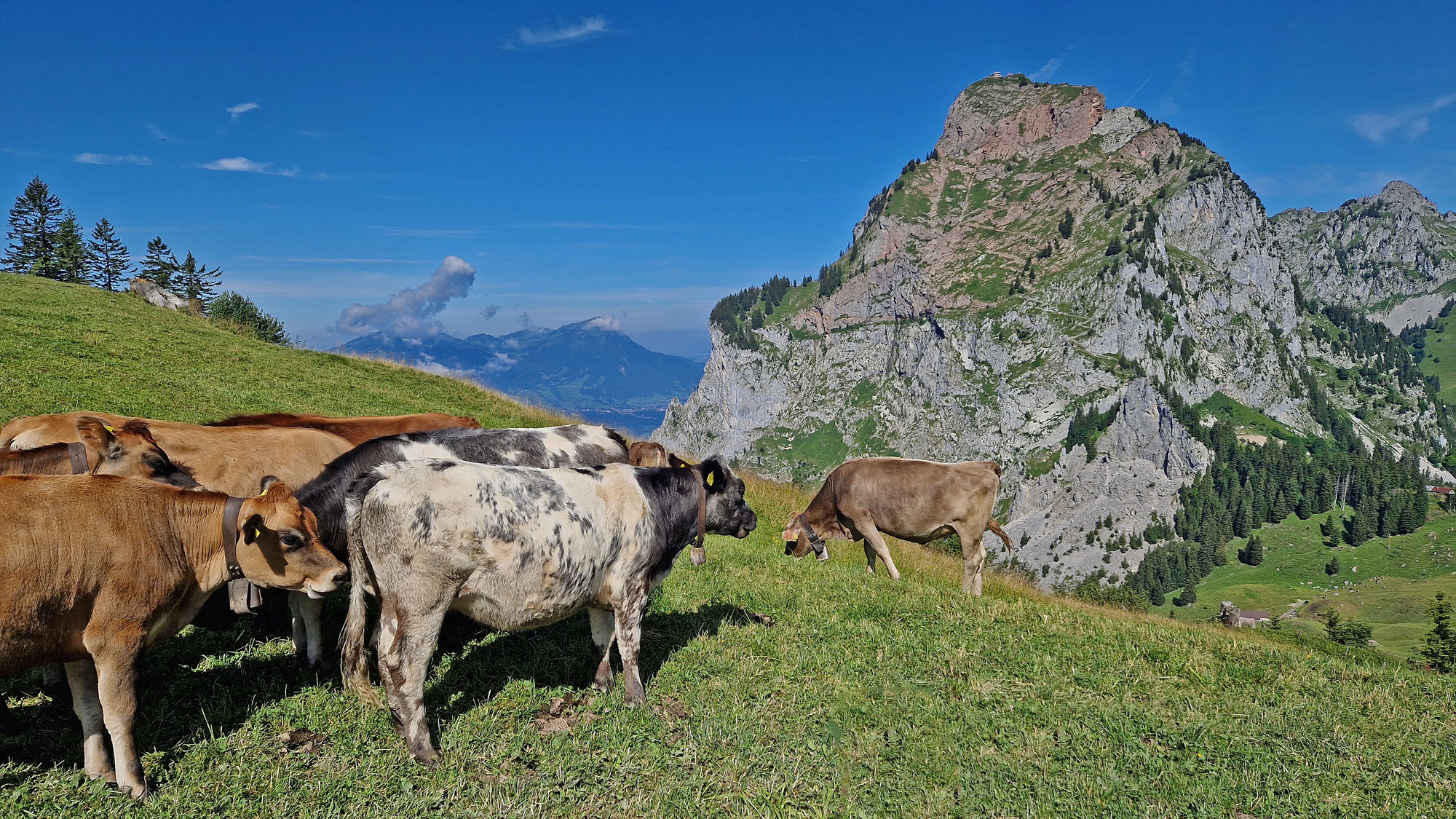 Schwyz Rotenflue Kühe Mythen