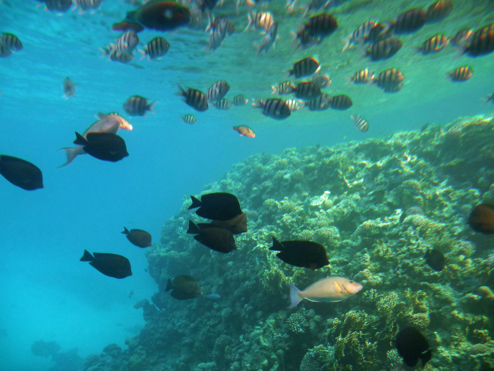 Sinai Sharm El Sheikh Korallenriff Unterwasseraufnahme