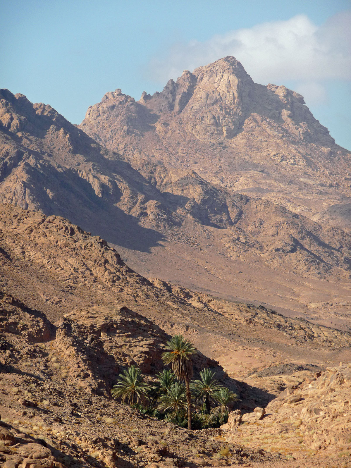 Sinai Wüste Oase