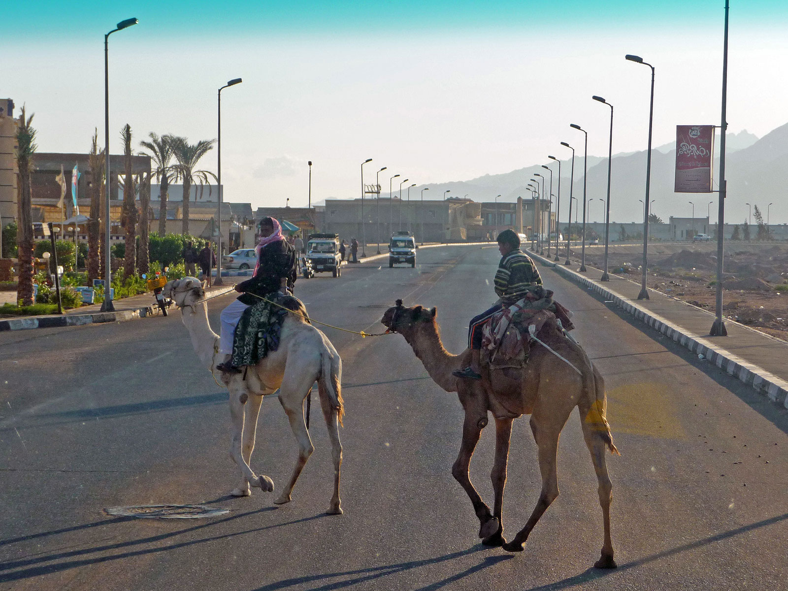 Sinai Dahab Kamele mit Reitern