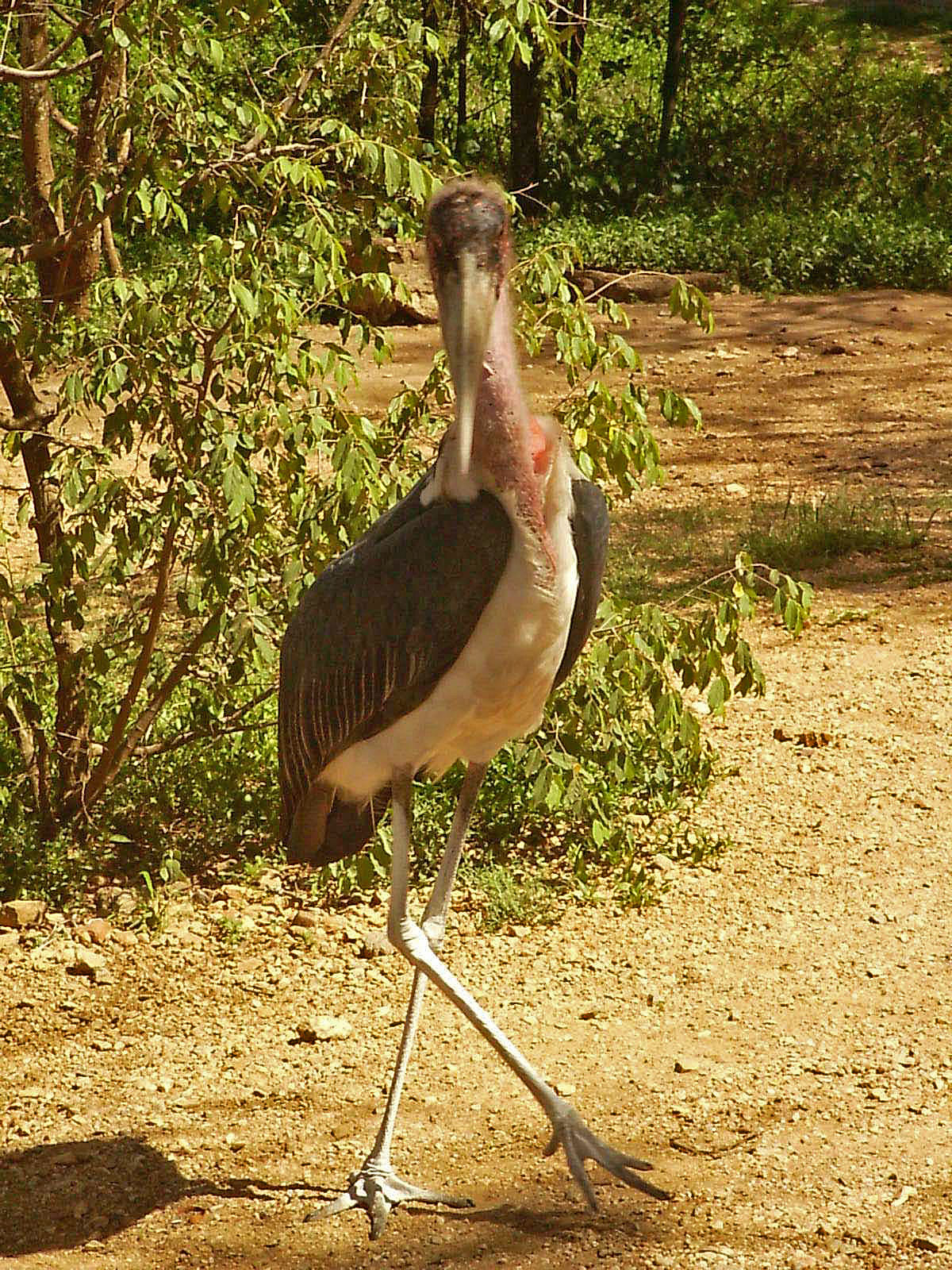 Tansania Marabu groß
