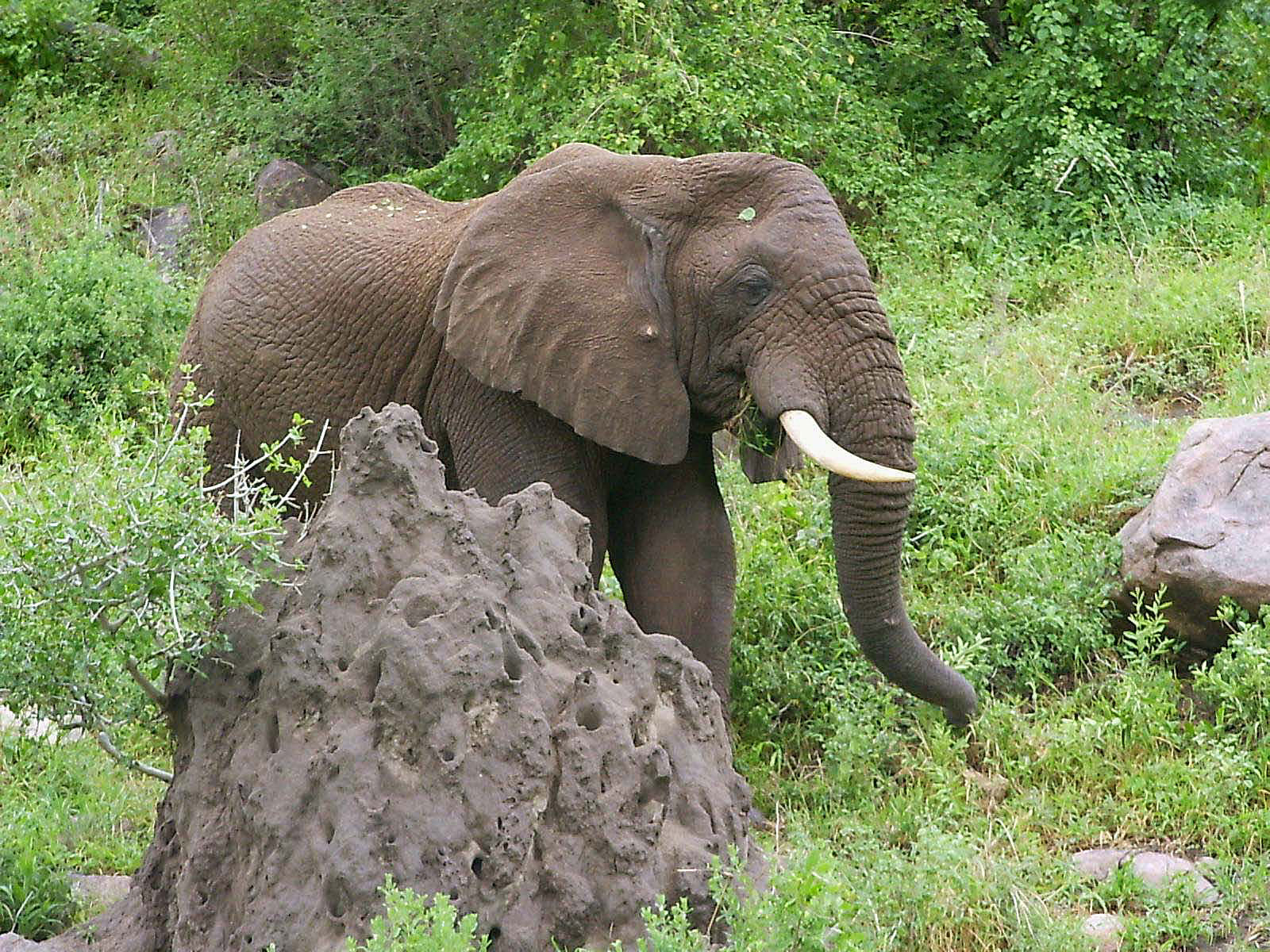 Tansania Tarangire Elefant nah