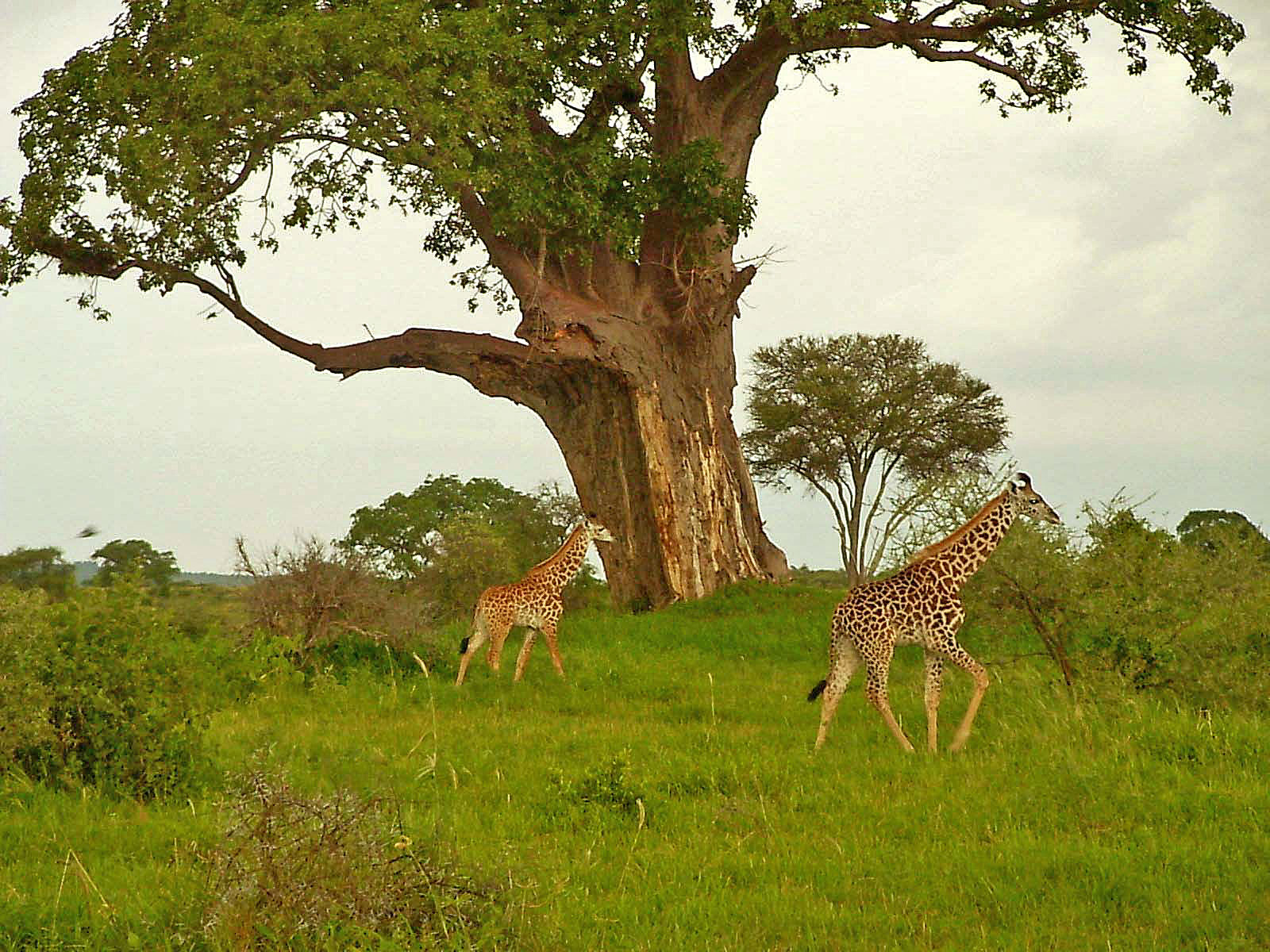 Tansania Lake Manyara 2 Giraffen