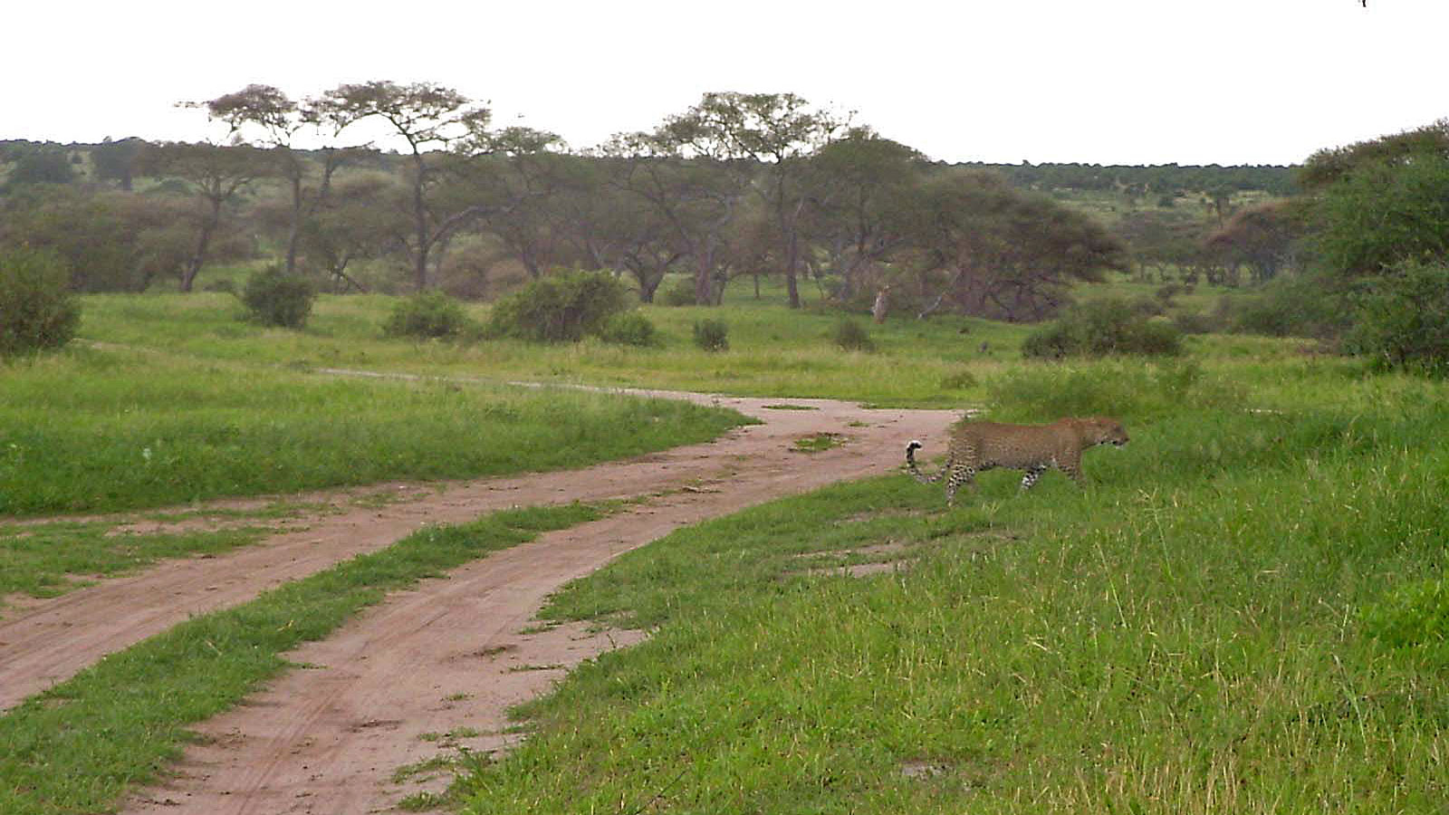 Tansania Tarangire Leopard