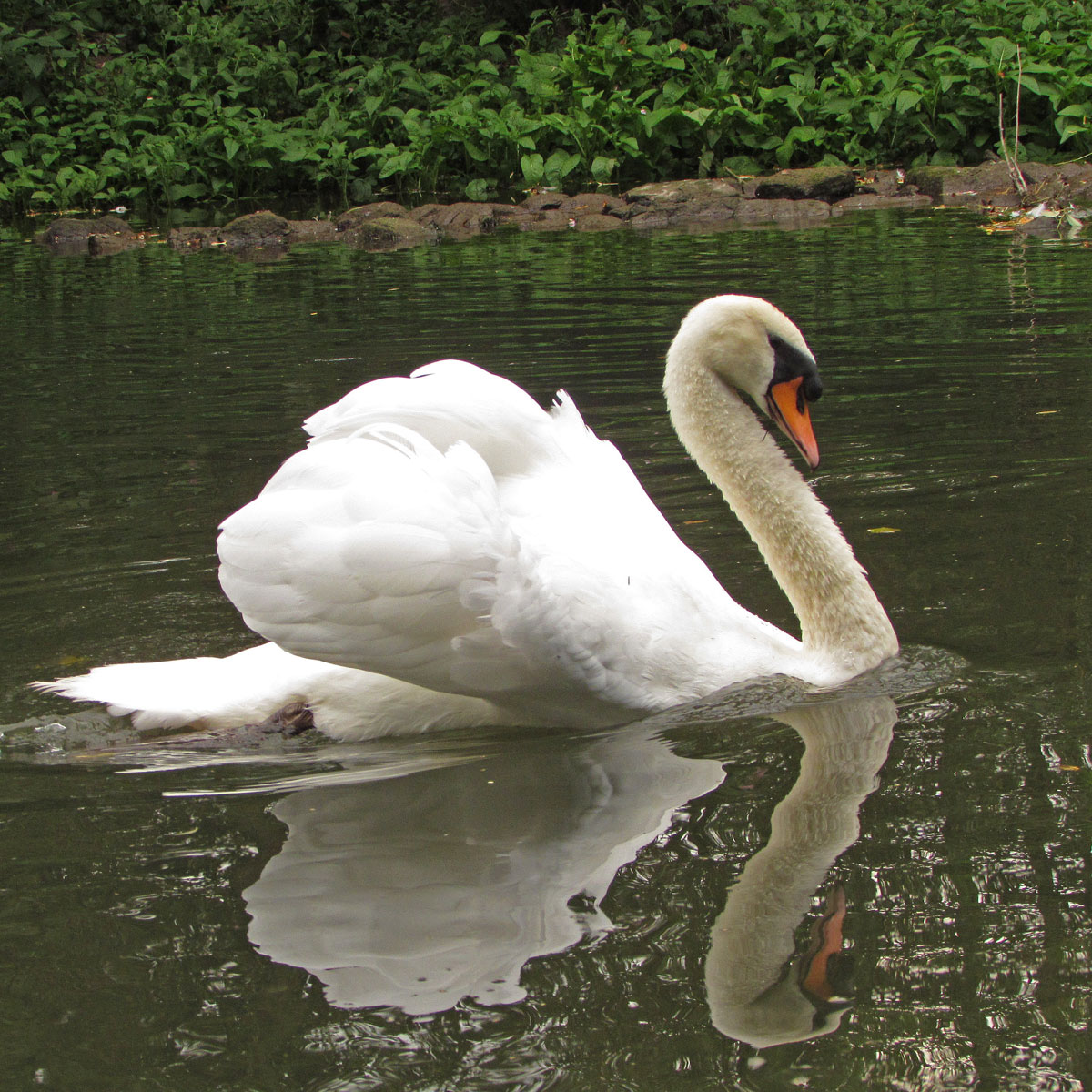 Werra männlicher Schwan