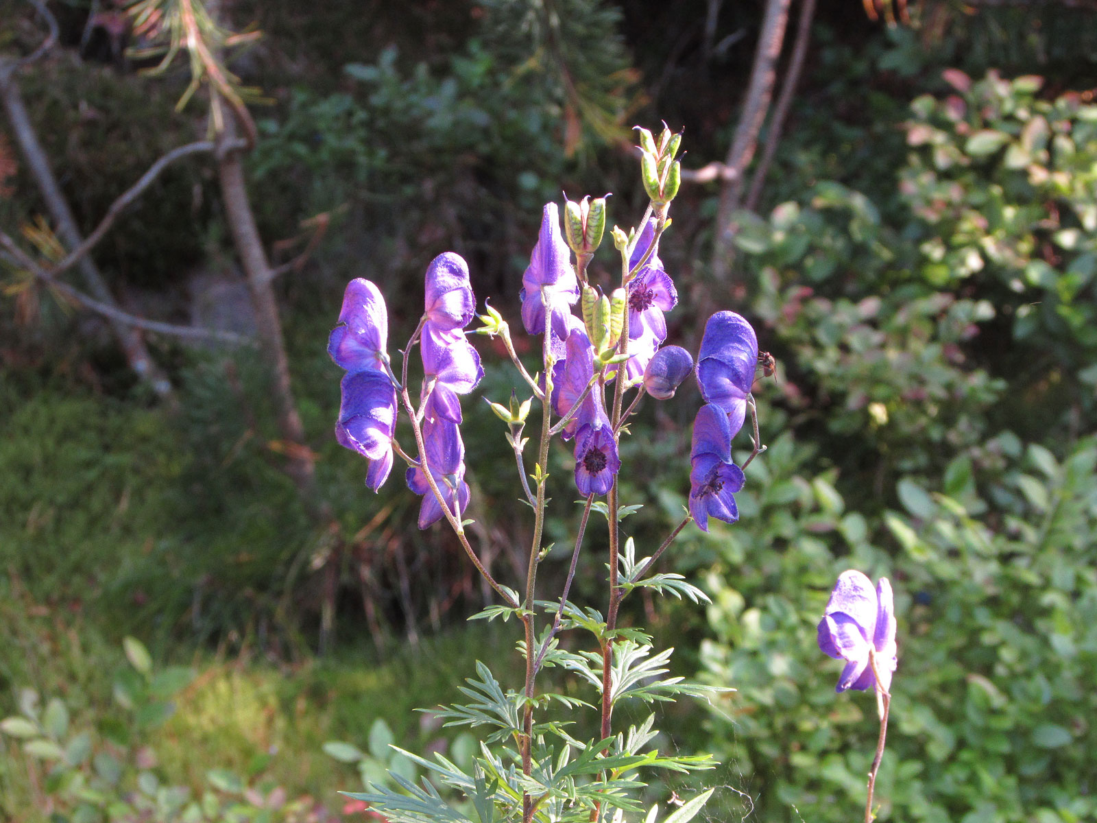 Oberhof Rennsteiggarten Blauer Eisenhut