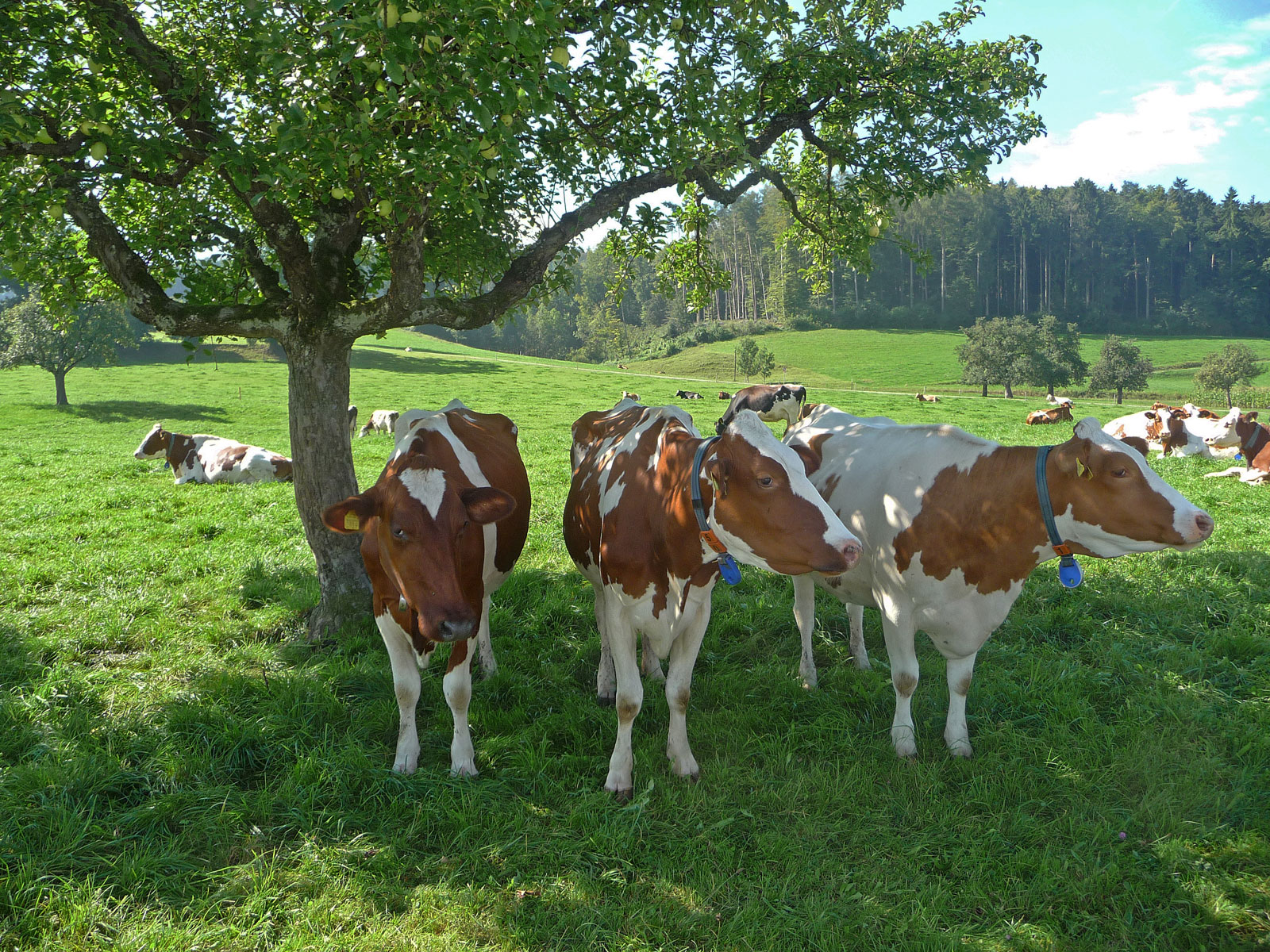 Thurgau Tilsit Kühe auf der Weide