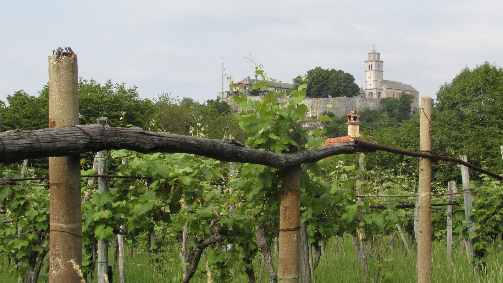 Triest Weinberge
