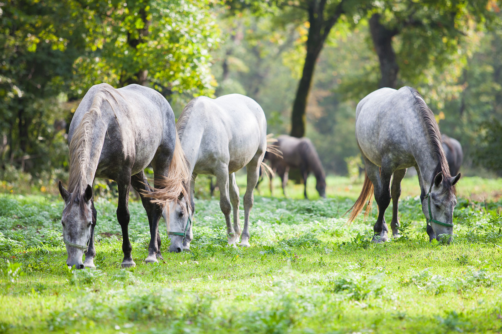 Gestüt Lipizza Lipizzaner