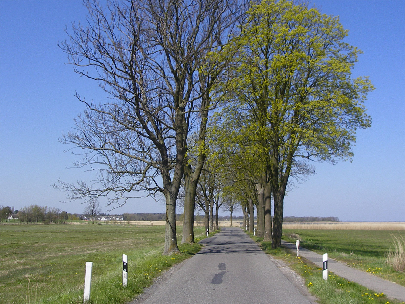 Usedom Achterland Alleestraße