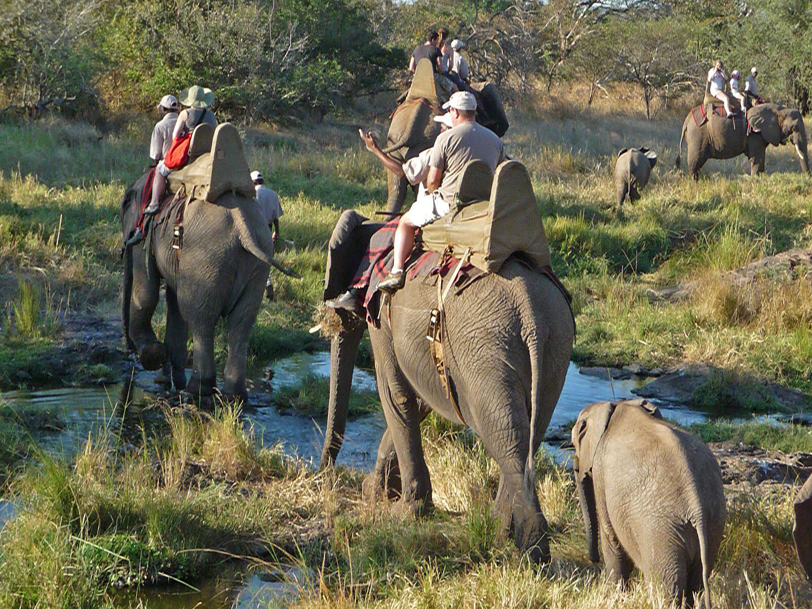 Victoria Falls Wild Horizons Elephant Sanctuary Ausritt mit Elefanten nah