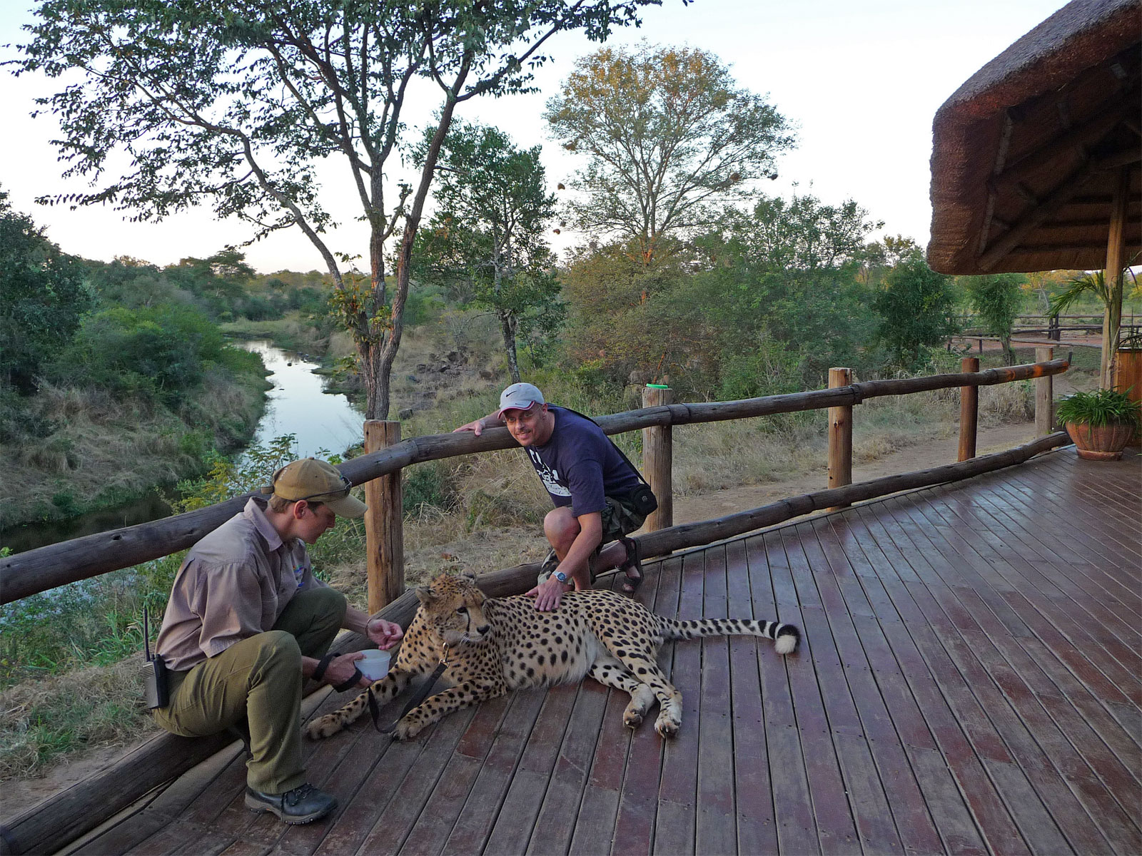 Victoria Falls Wild Horizons Elephant Sanctuary Gepard