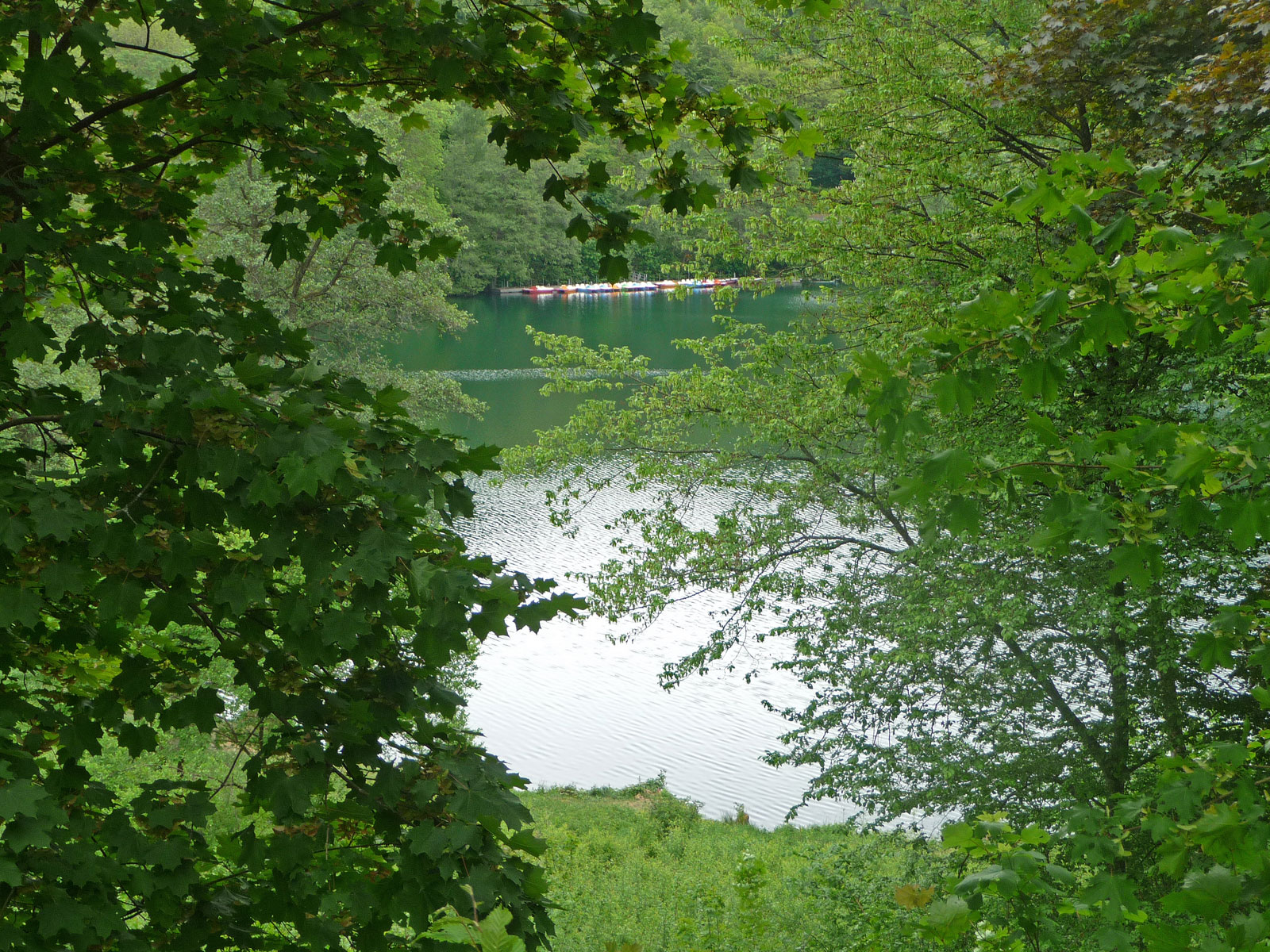 Vulkaneifel Daun Gemündener Maar
