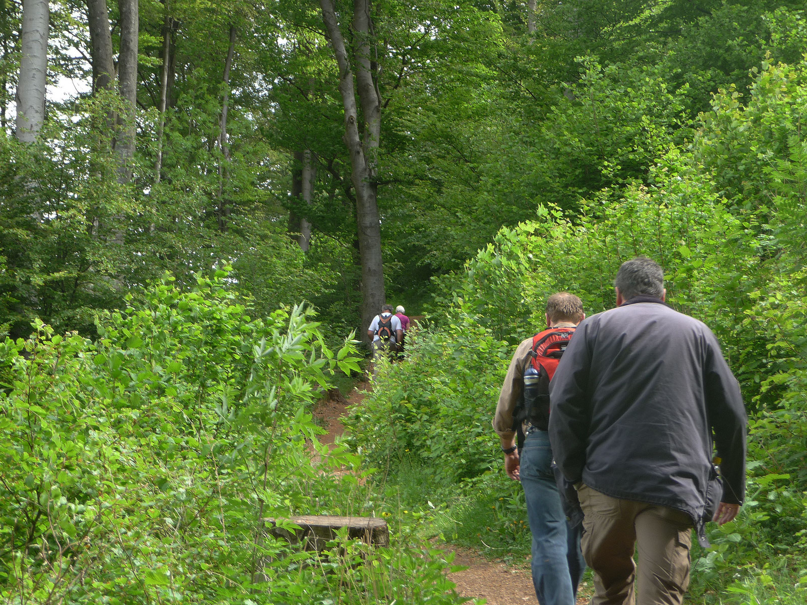 Vulkaneifel Daun Wanderer im Wald