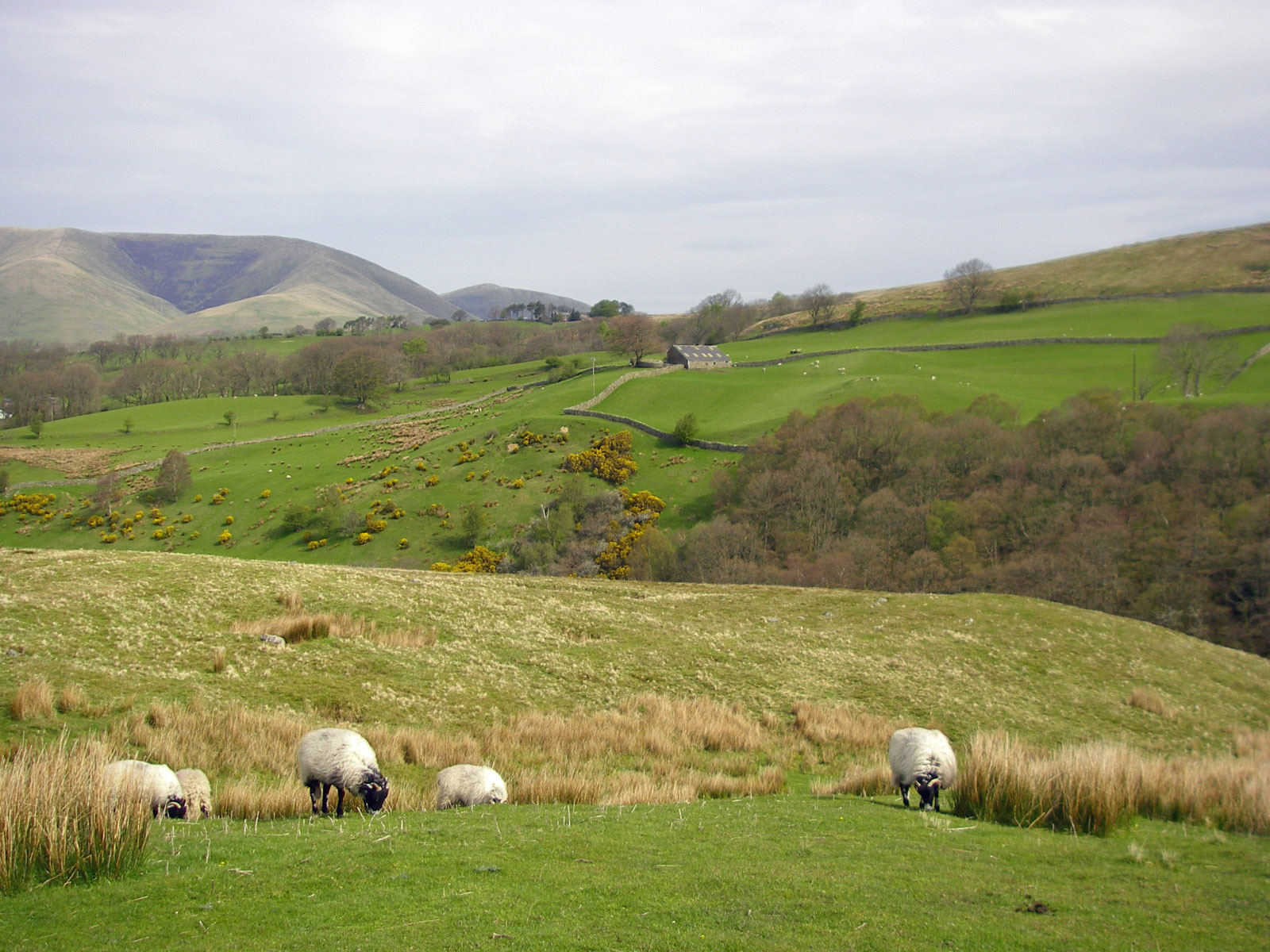 Yorkshire Dales Schafe