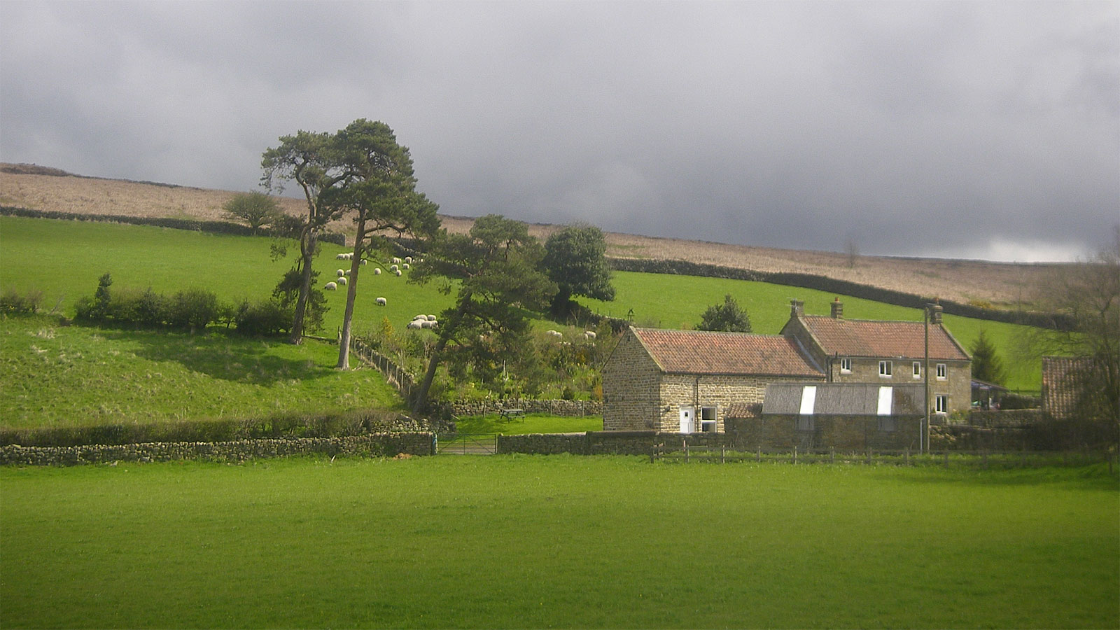 North York Moors Farm mit Schafen
