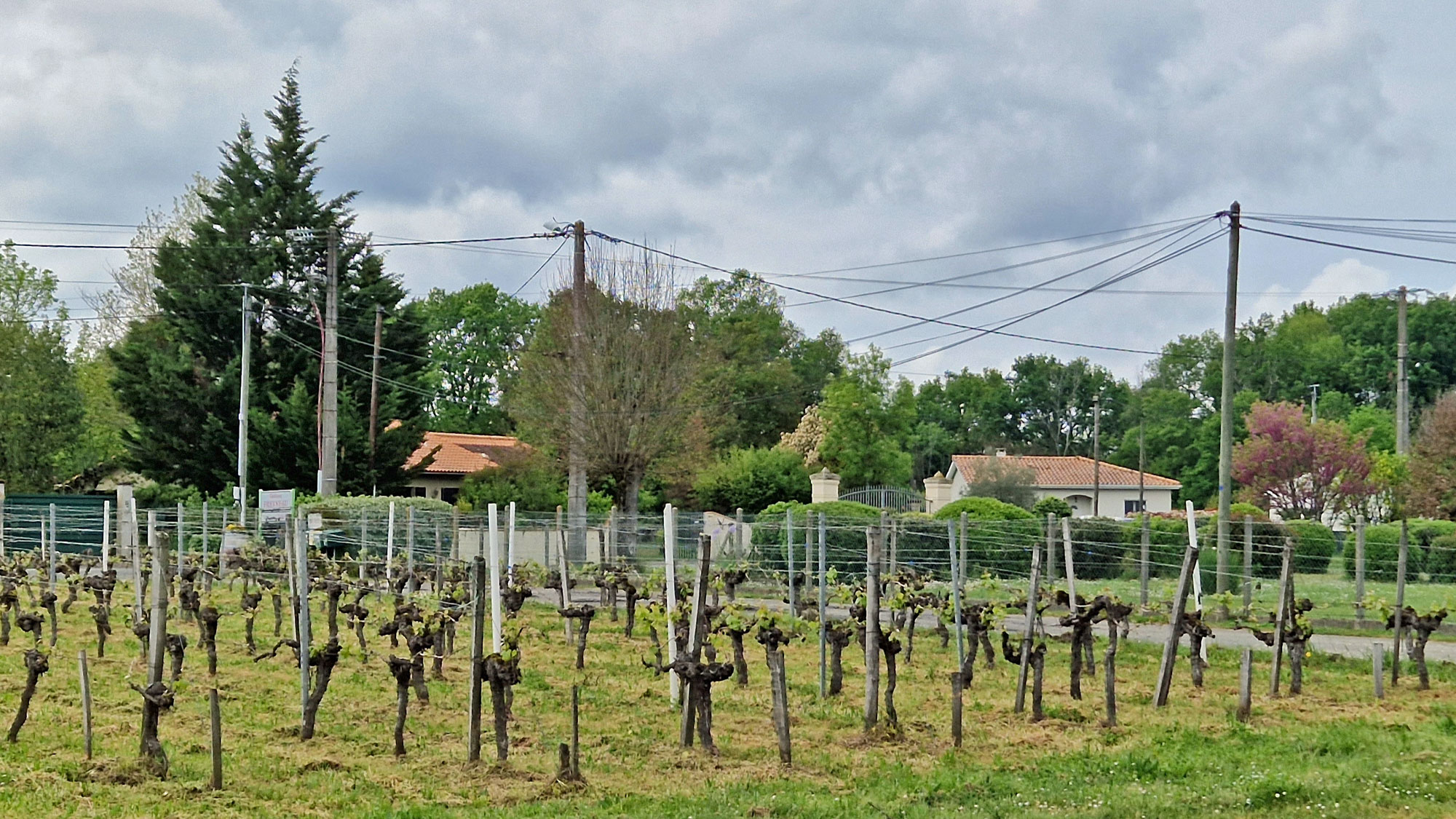 Montussan Chateau Freyneau Weinreben