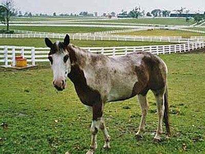Kentucky 1