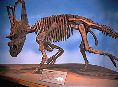Alberta Royal Tyrrell Museum Dino Skelett