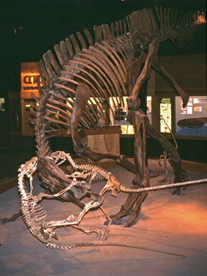 Alberta Royal Tyrrell Museum Skelett Albertosaurus