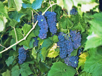 British Columbia Okanagan Weinreben mit blauen Trauben