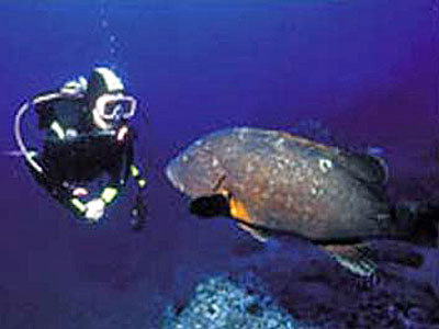 Madeira Taucher mit Zackenbarsch