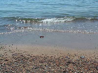 Südschweden Ystad Strand Nahaufnahme